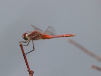 maudoc.com • Cardinale venerosse - Sympetrum fonscolombii •  Sympetrum fonscolombii.jpg : Libellula